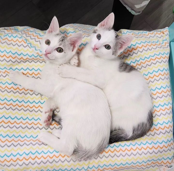 twin kittens cuddles